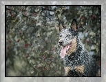 Australijski pies pasterski, Australian Cattle Dog