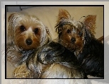 Dwa, Pieski, Yorkshire Terrier