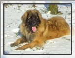 Leonberger