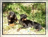 Dwa, leżące, Beaucerony