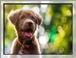 Obroża, Labrador retriever, Pies, Szczeniak, Bokeh