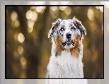 Owczarek australijski, Australian shepherd