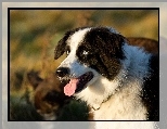 Pysk, Border collie, Głowa, Język