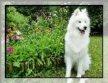 Samojed, Ogród