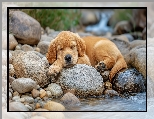 Pies, Woda, Szczeniak, Kamienie, Śpiący