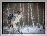 Sztuczka, Słupek, Zima, Border Collie